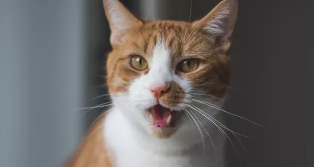 探究猫咪为何喜欢闻（从猫咪的嗅觉）