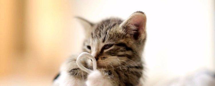 探究猫咪为何喜欢闻（从猫咪的嗅觉）