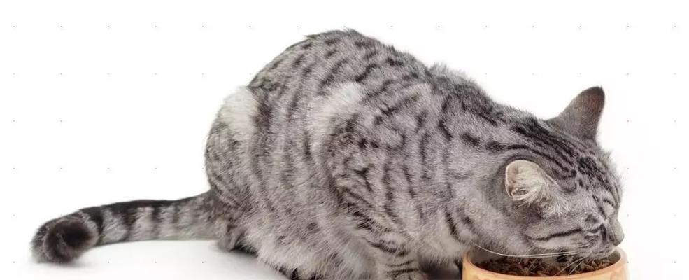 为什么猫咪不爱吃百利猫粮（宠物专家揭秘百利猫粮的秘密）