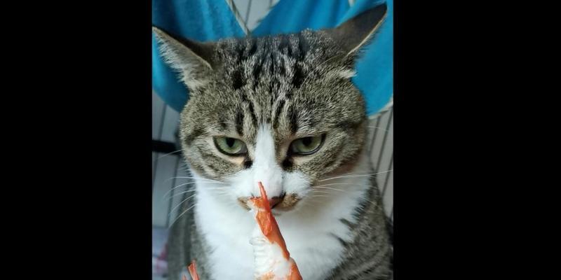 猫咪为什么不吃基围虾（探究猫咪对基围虾的敏感和养成偏好的原因）