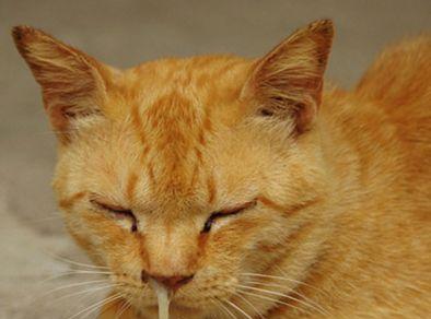 猫咪为什么需要赖氨酸（探究猫咪生存必需氨基酸的重要性）
