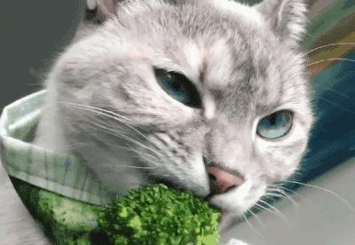 宠物猫咪为什么爱吃生白菜（探究猫咪食欲的来源）