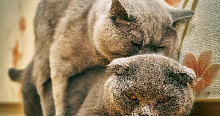 为什么猫咪会舔自己的生殖器（探究猫咪舔生殖器的原因及注意事项）