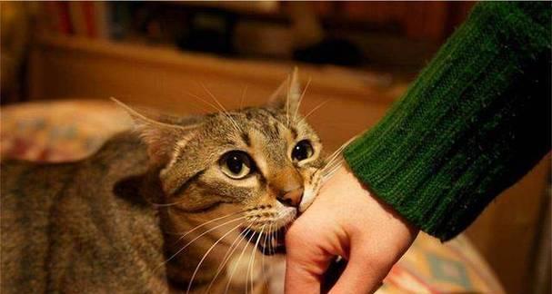 为什么猫咪喜欢抱走主人（探究猫咪抱人的原因和心理）