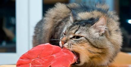 揭秘猫咪喜欢吃的原因（从宠物角度分析）