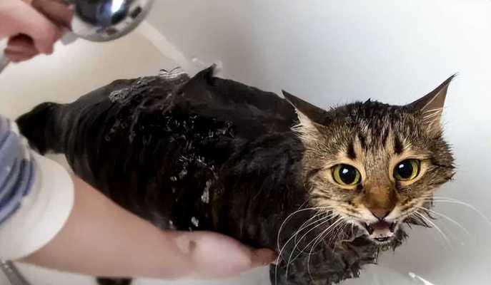 揭秘猫咪为何喜欢看主人洗澡（以宠物为主）