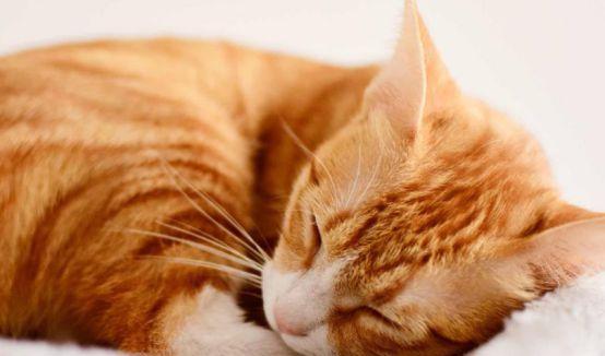为什么猫咪喜欢趴在主人心口睡觉？