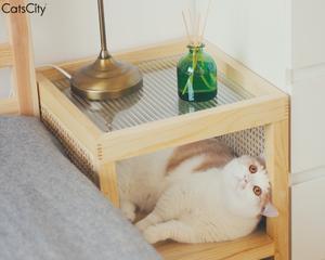猫咪为什么喜欢睡在床头柜（探寻宠物喜欢睡在床头柜的原因）