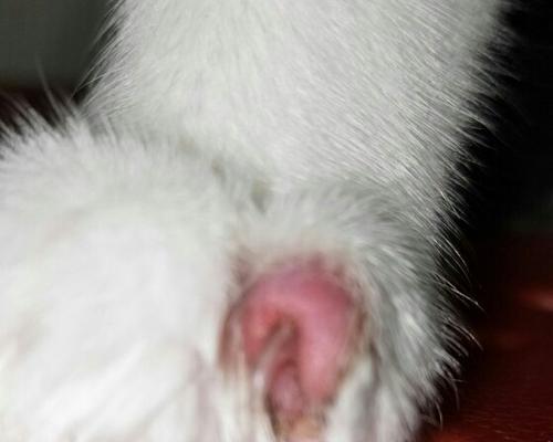 猫咪为什么喜欢咬人脚（探究猫咪咬人脚的原因与解决方法）