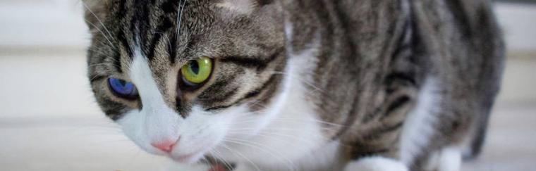 猫咪为什么需要补充维生素（探究猫咪维生素缺乏的危害及如何进行补充）