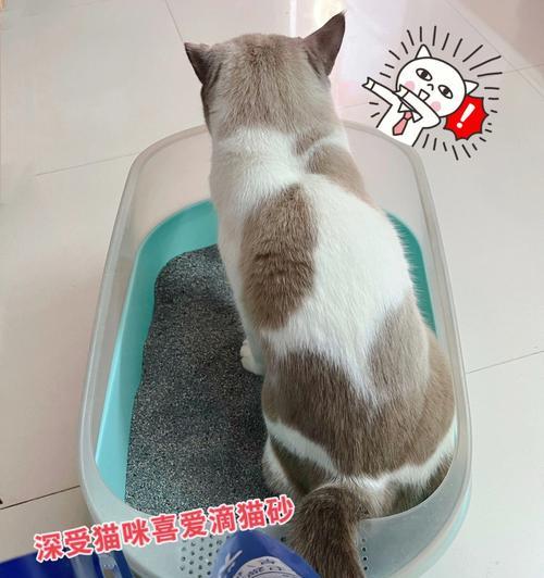 揭秘猫咪扒猫砂的神秘行为（为什么猫咪总是爱扒猫砂）