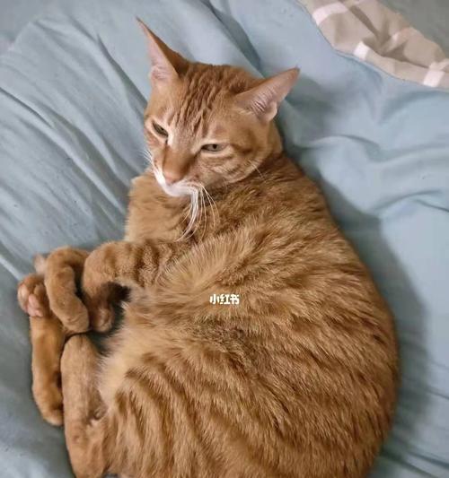 猫咪如何长得胖（以宠物为主的饮食指南）