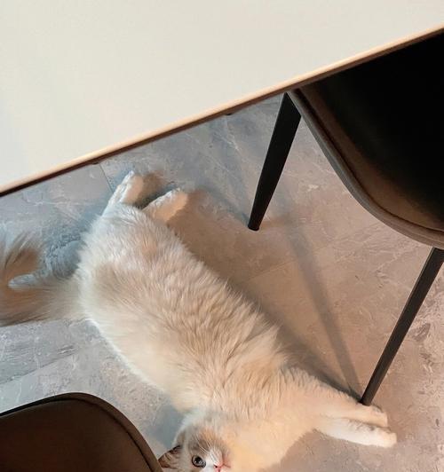 猫咪为何喜欢打翻桌子（揭开猫咪打翻桌子的心理和行为原因）