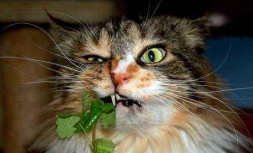 猫咪喜欢风油精味道的秘密解析（探索猫咪喜好风油精味道的原因与影响）