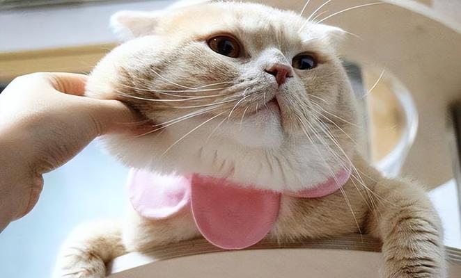 猫咪喜欢抚摸下巴的秘密（揭秘猫咪下巴抚摸的神秘世界）