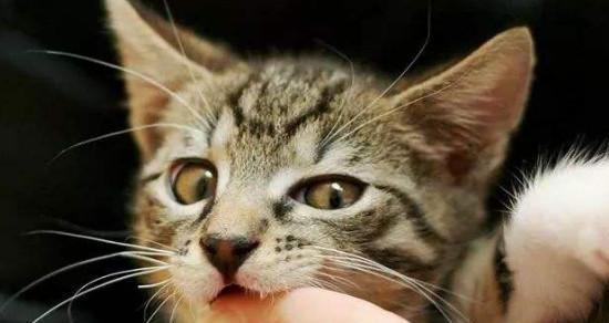 猫咪为什么喜欢啃主人的手指（探究猫咪啃手指的原因和解决方法）