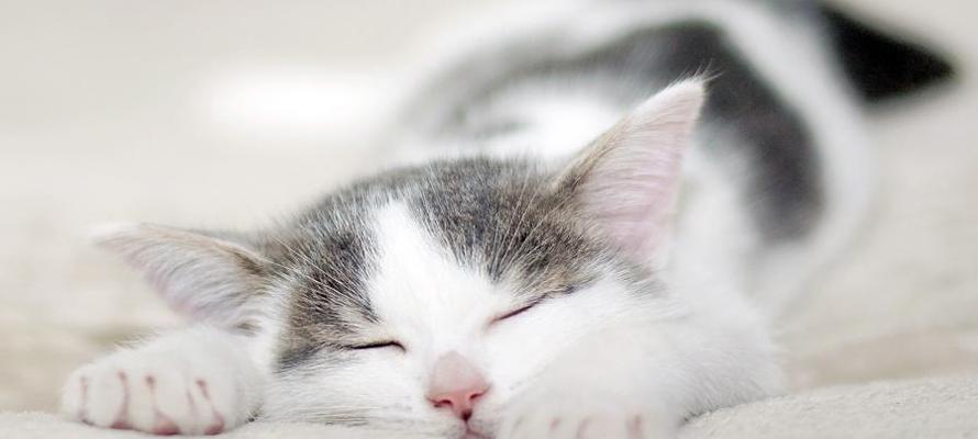 猫咪喜欢趴在沙发上睡的原因（揭秘猫咪沙发睡眠的心理学和习惯）