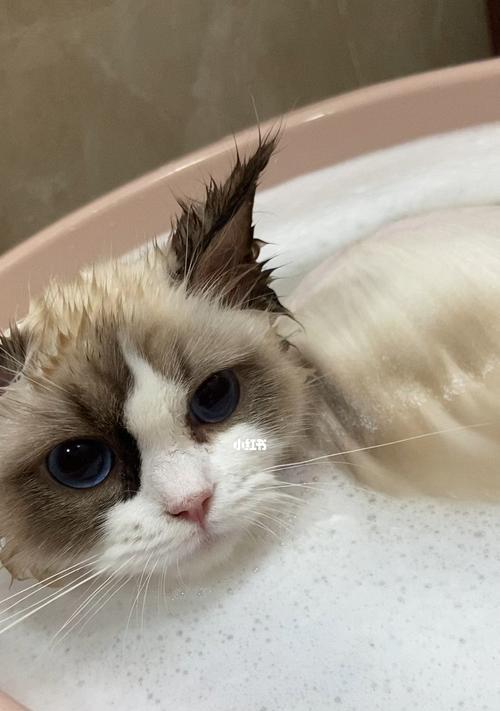 宠物猫咪喜欢泡澡睡觉吗（探究猫咪是否喜欢水）