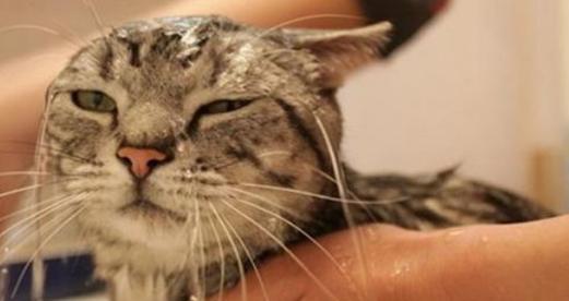 宠物猫咪喜欢泡澡睡觉吗（探究猫咪是否喜欢水）