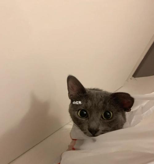 猫咪为何喜欢碰到袋子（探究猫咪碰袋子的原因及心理变化）