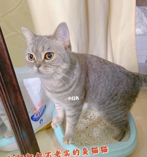 猫咪喜欢什么样的猫砂（探究猫咪最喜欢的猫砂种类）