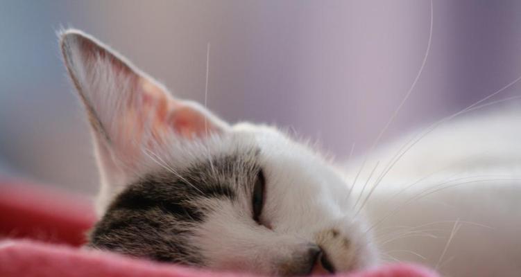 宠物猫咪为什么如此喜欢睡觉（宠物猫咪为什么如此喜欢睡觉）