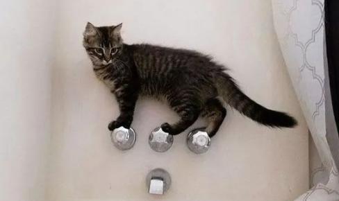 猫咪洗澡后不肯吹干（如何让猫咪接受吹风机？宠物主人必须知道的技巧）
