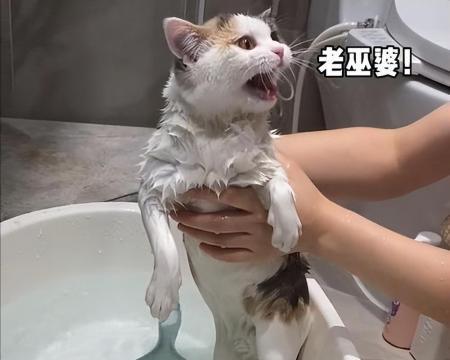 猫咪洗澡后拉稀是什么原因（宠物护理的重要性与猫咪洗澡后拉稀的相关性）