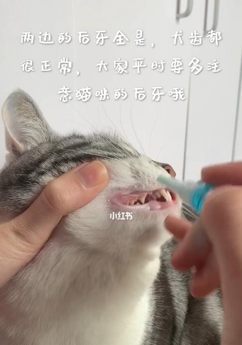 猫咪的牙齿露在外面，你需要知道的所有事情（关于猫咪的口腔健康和行为习惯）