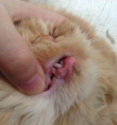 猫咪下嘴唇长包，原因和治疗方法剖析（宠物猫咪健康指南）