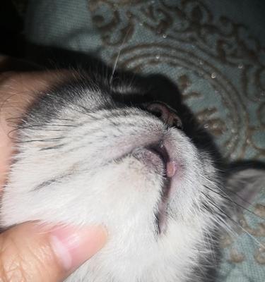 猫咪下嘴唇长包，原因和治疗方法剖析（宠物猫咪健康指南）