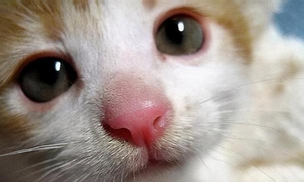 猫咪夏天眼睛红，你需要了解的原因（从饮食到环境）