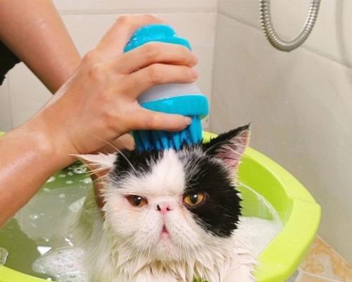 宠物猫先洗澡还是先外驱（正确的顺序让你的猫咪健康又舒适）