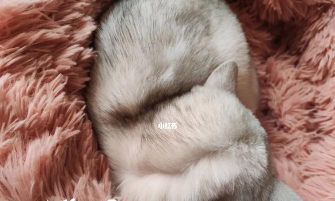 宠物猫先洗澡还是先外驱（正确的顺序让你的猫咪健康又舒适）