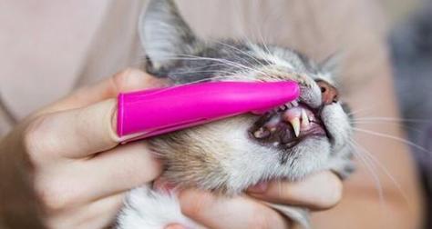 如何帮助猫咪改善牙齿问题（宠物饮食和护理都很重要）