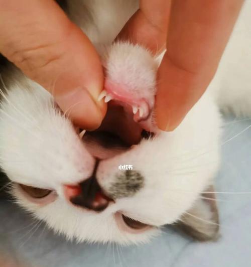 猫咪的牙齿健康常识（了解猫咪口腔健康）