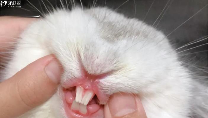 猫咪的牙齿健康常识（了解猫咪口腔健康）