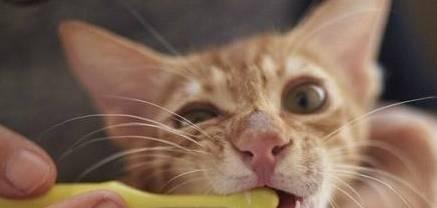 《揭秘猫咪牙齿发黑很瘦的原因》（宠物猫健康问题及预防措施）