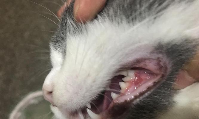 解决猫咪牙齿问题，做个贴心的宠物主人/（解决猫咪牙齿问题）