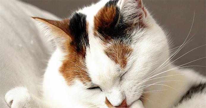 猫咪牙齿痛为什么总是舔毛（揭秘宠物牙齿病的症状和治疗方法）