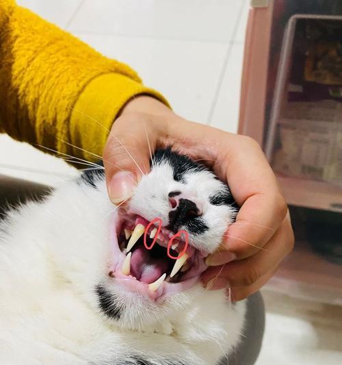 如何预防猫咪牙齿发炎（保护宠物口腔健康）