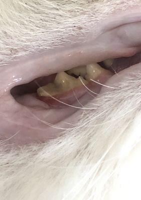 治疗猫咪牙结石的方法（保护宠物牙齿健康）