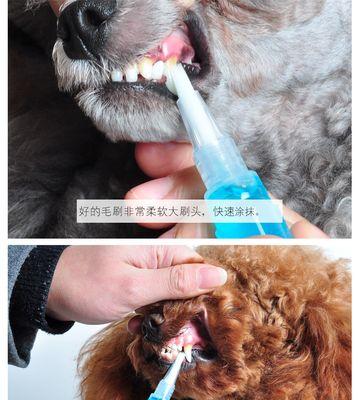 治疗猫咪牙结石的方法（保护宠物牙齿健康）