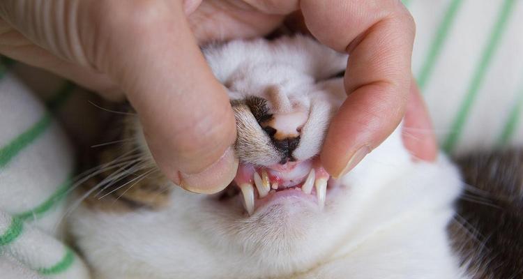 如何在家治疗宠物猫咪的牙周炎（简单易行的方法）