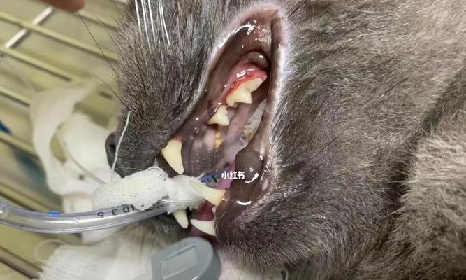 如何在家治疗宠物猫咪的牙周炎（简单易行的方法）