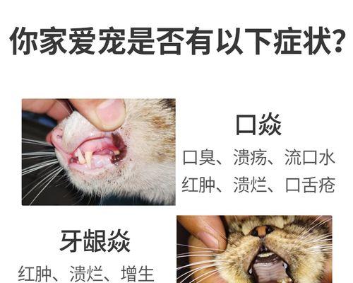 如何缓解猫咪口臭及牙龈发红问题（宠物爱护）