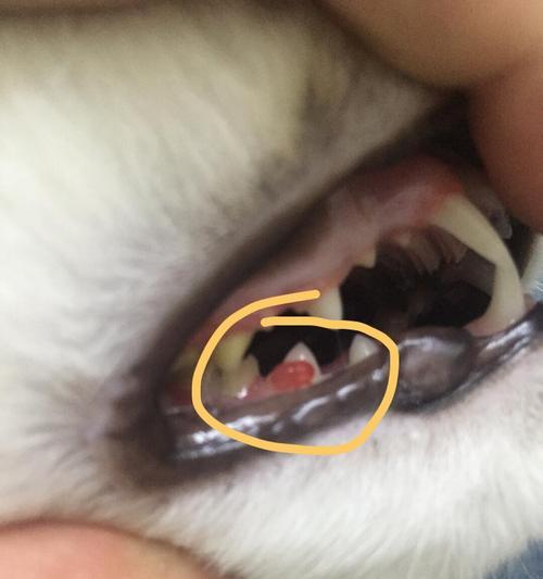 猫咪牙龈溃烂的治疗方法（教你如何让宠物摆脱牙龈问题）