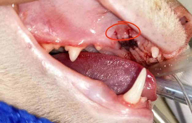 猫咪牙龈溃烂的治疗方法（教你如何让宠物摆脱牙龈问题）