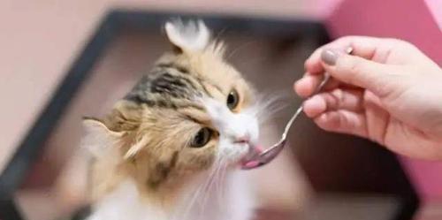 如何帮助牙龈疼痛的猫咪重拾食欲（猫咪牙龈发白和不吃饭的原因及解决方案）