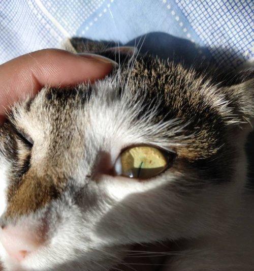 猫咪眼白有黄泡，如何处理（宠物健康保障）